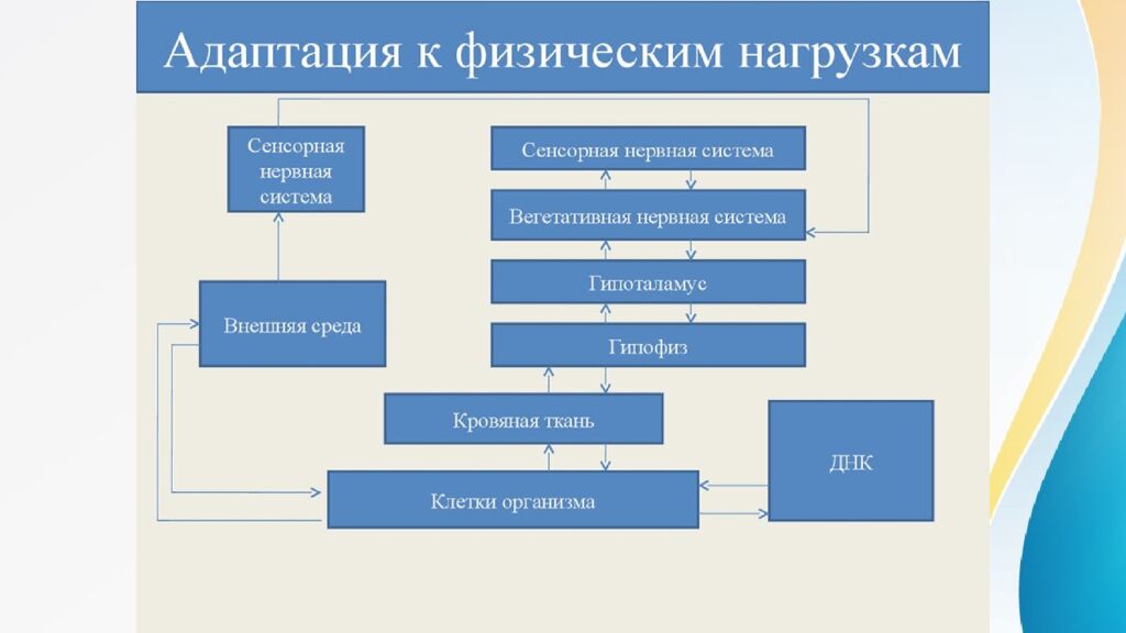 Адаптация. Срочная адаптация. Долговременная адаптация