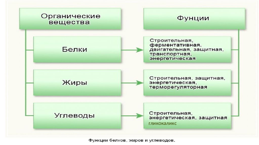 Органические обмен клетки. Обмен органика.