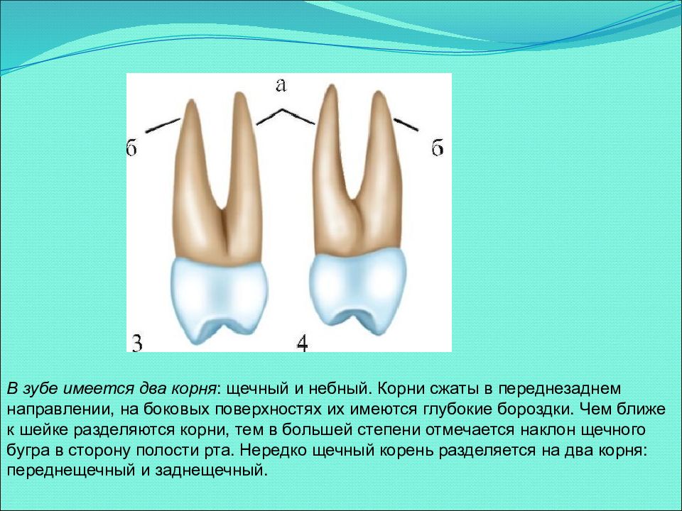 Для получения раздельного изображения корней коренных зубов центральный луч должен иметь направление