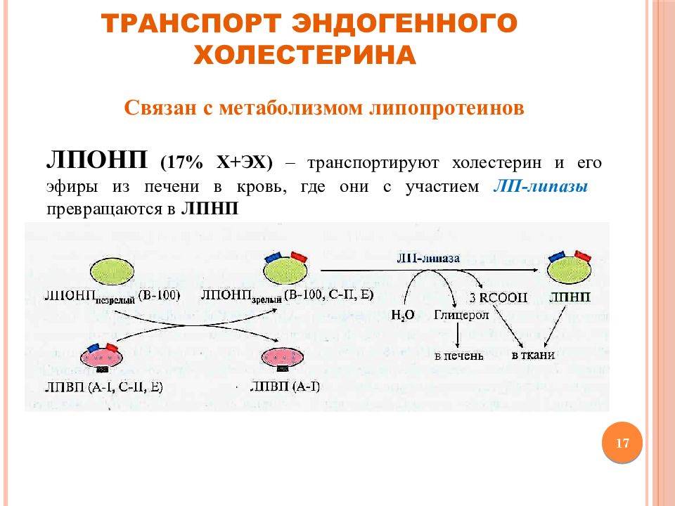 Обмен веществ холестерин. Транспорт эндогенного холестерина. Транспорт эндогенного холестерина схема. Транспорт эндогенного холестерола схема. Метаболизм липопротеинов очень низкой плотности.