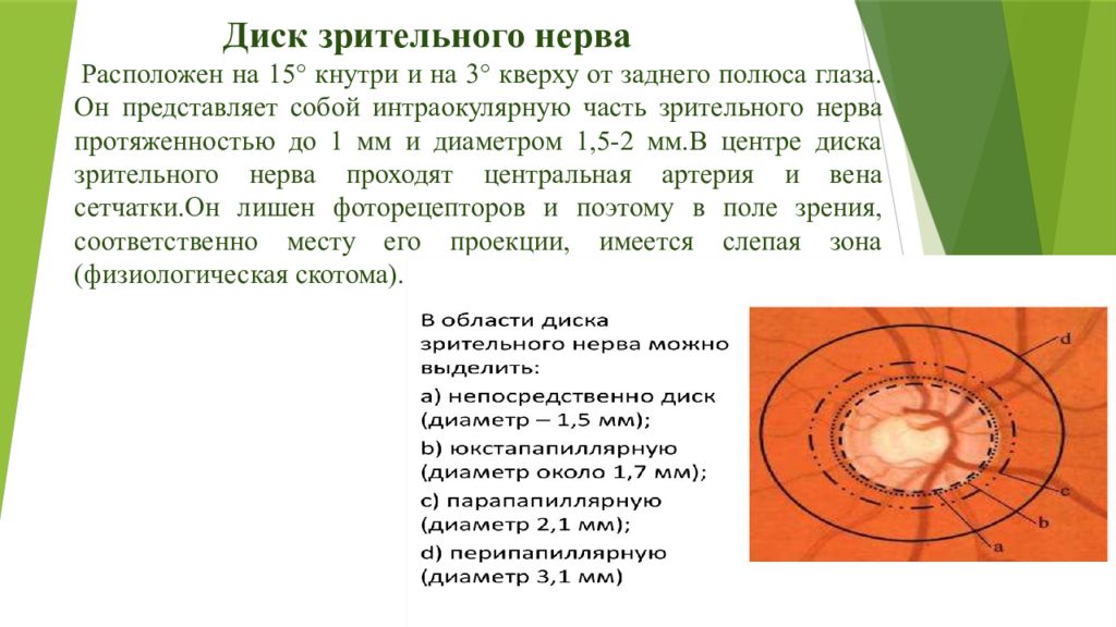 Диск зрительного нерва. Диск зрительного нерва анатомия. Структурно-функциональные особенности диска зрительного нерва.. Диск зрительного нерва располагается. Диаметр диска зрительного нерва.