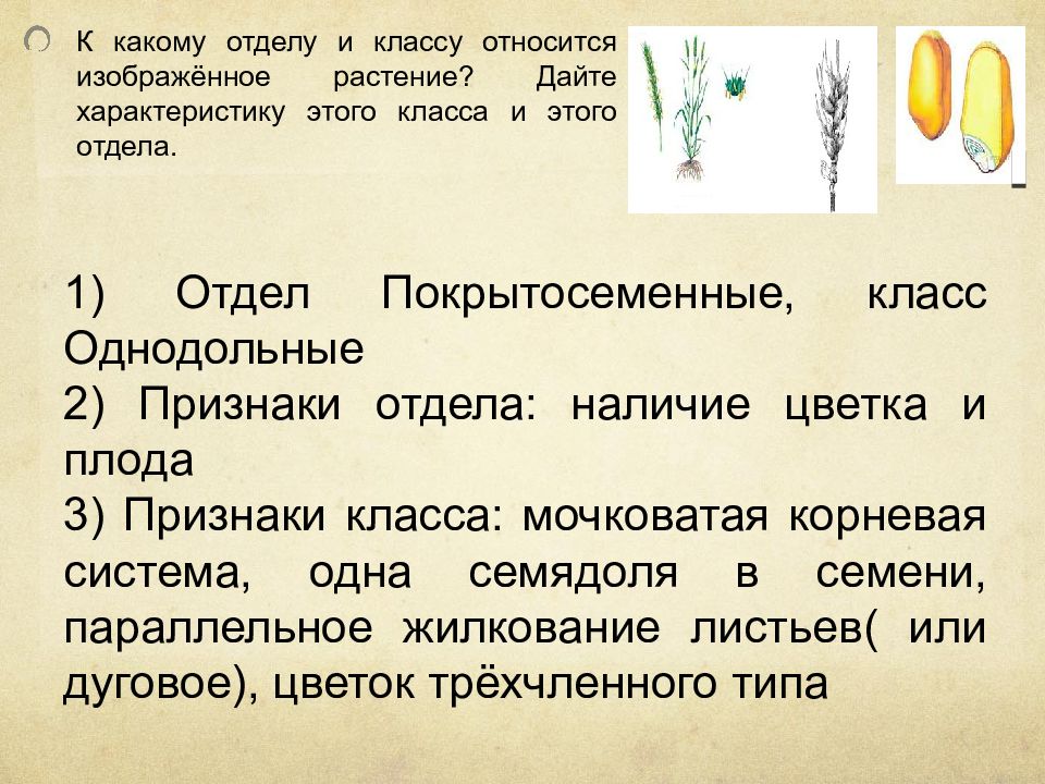 Дайте характеристику класса. К какому отделу относится изображенное растение. Отделу и классу относят растение. К какому классу относится растение. К какому классу относятся раст.