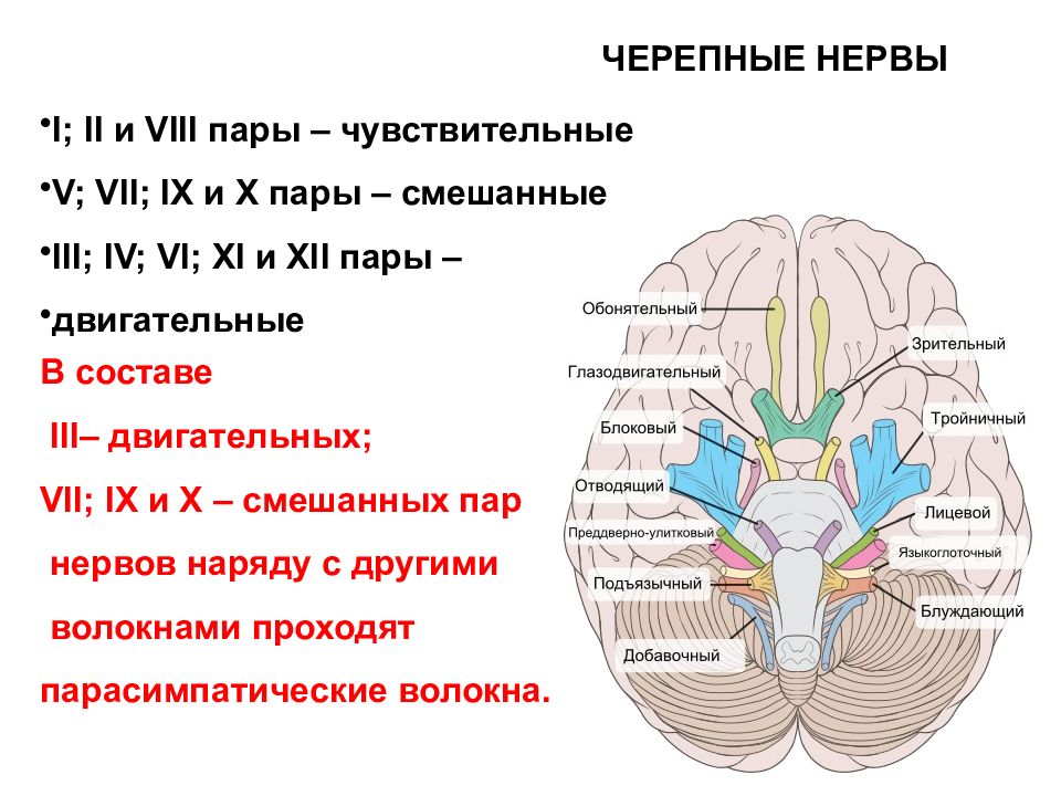 Нервы головного мозга анатомия презентация