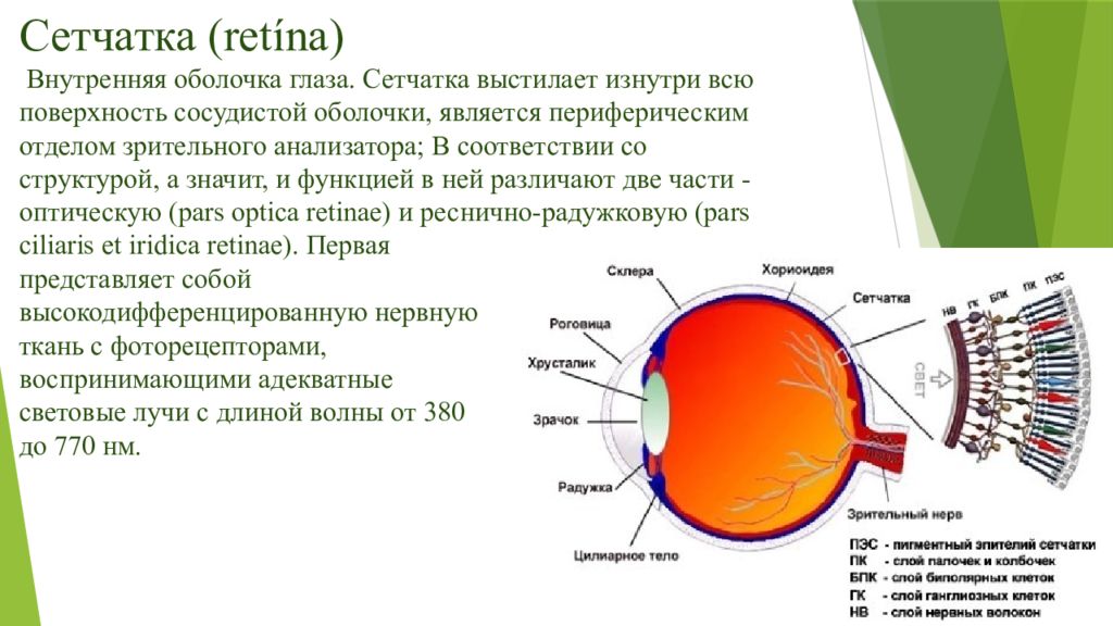Зрительные рецепторы это. 3 Слоя клеток сетчатки. Внутренняя оболочка сетчатка строение. Структура сетчатки глаза физиология. Внутренняя оболочка глаза сетчатка.
