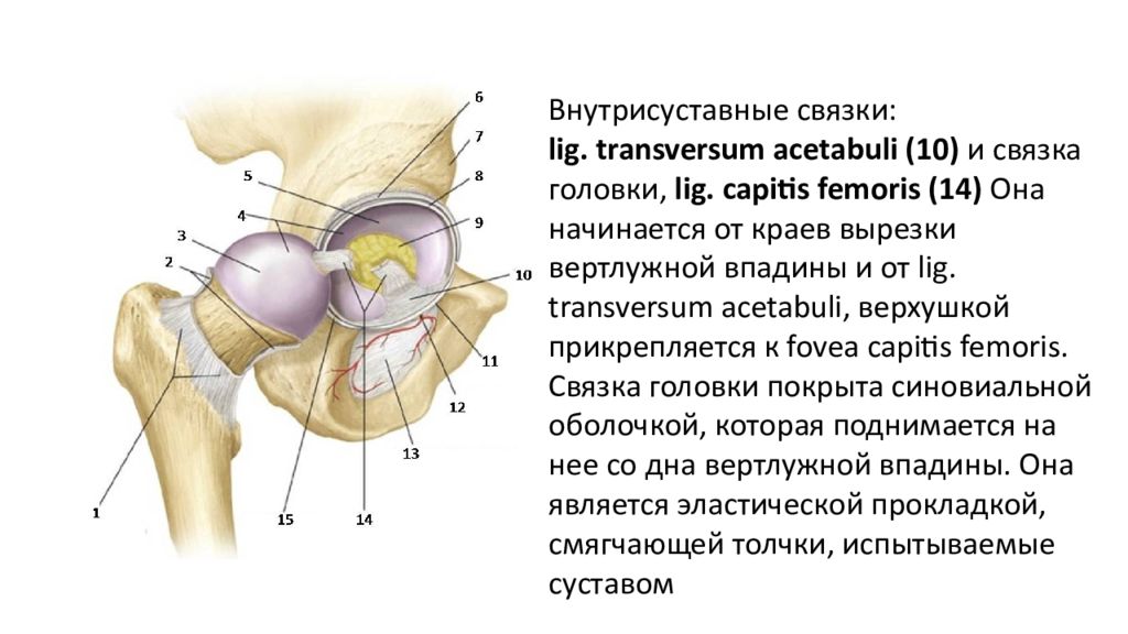 Частная анатомия