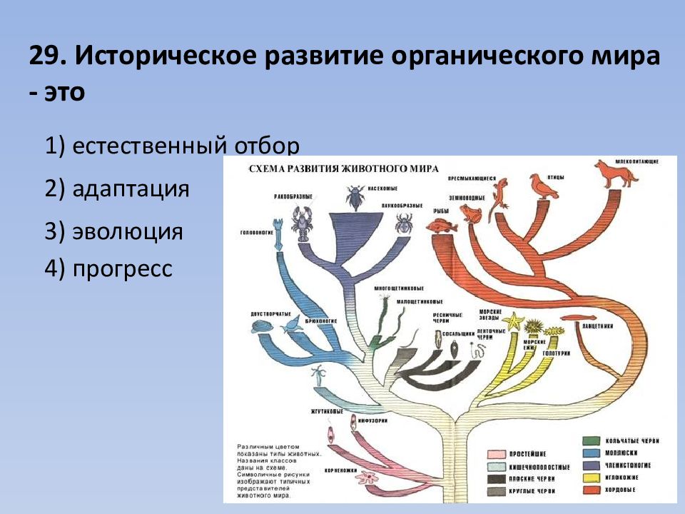 Презентация на тему эволюции органического мира