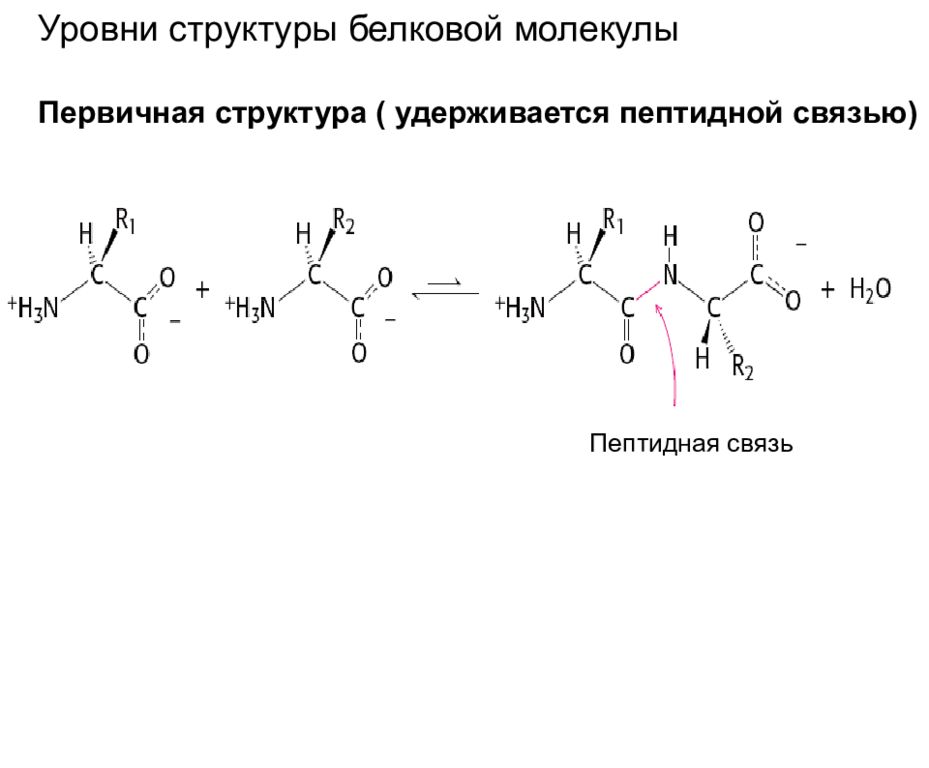 Рассмотрите схему участка первичной структуры молекулы. Строение первичной структуры белковой молекулы, пептидная связь. Первичная структура белка пептидная связь. Структура белка пкптидная связьпервичная. Первичная структура белков пептидная связь.