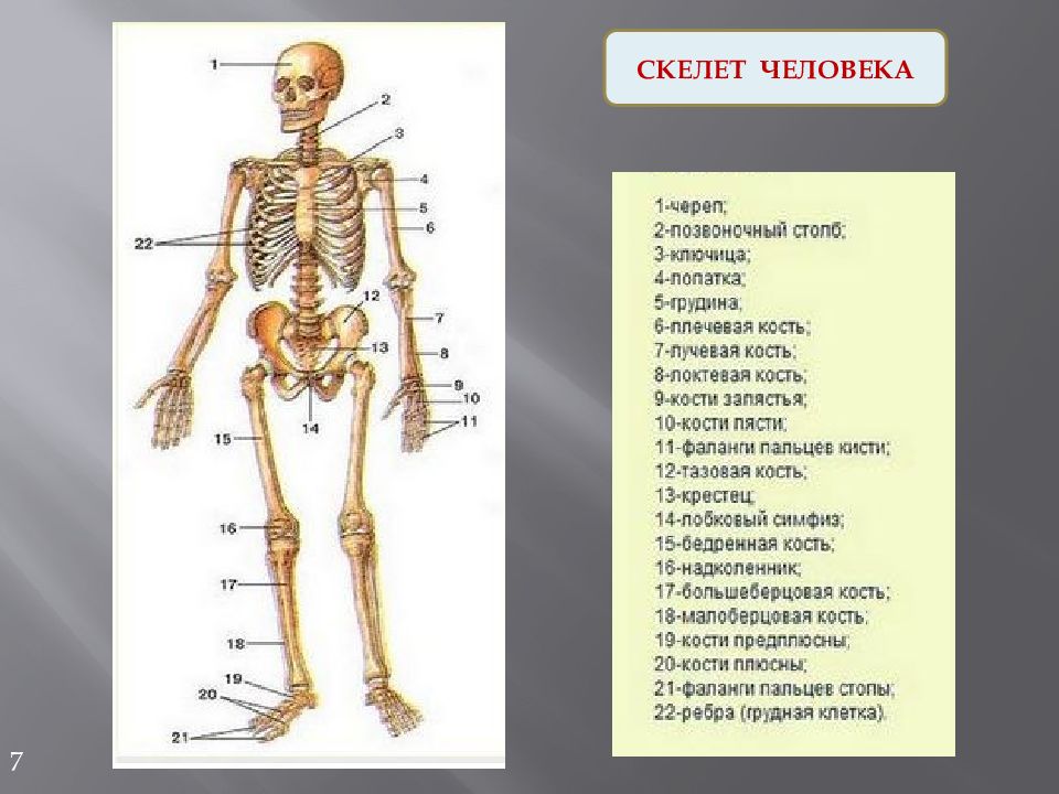 Кости человека 4 класс окружающий мир. Классификация костей скелета человека. Кости человека анатомия таблица. Кости человека фото с названиями. Строение человека кости фото.