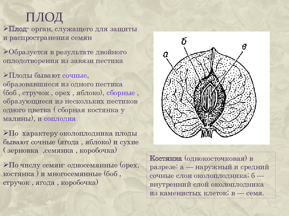 Ткань плода