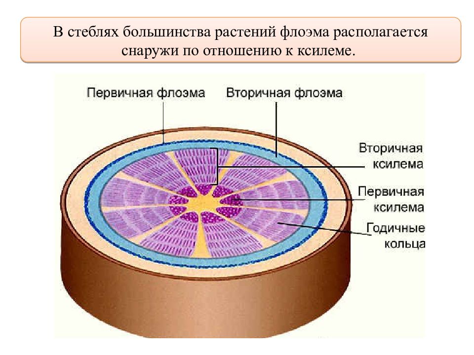 Флоэма расположена. Первичная и вторичная флоэма. Вторичная Ксилема и флоэма. Первичная и вторичная Ксилема. Ксилема и флейма в стебле.