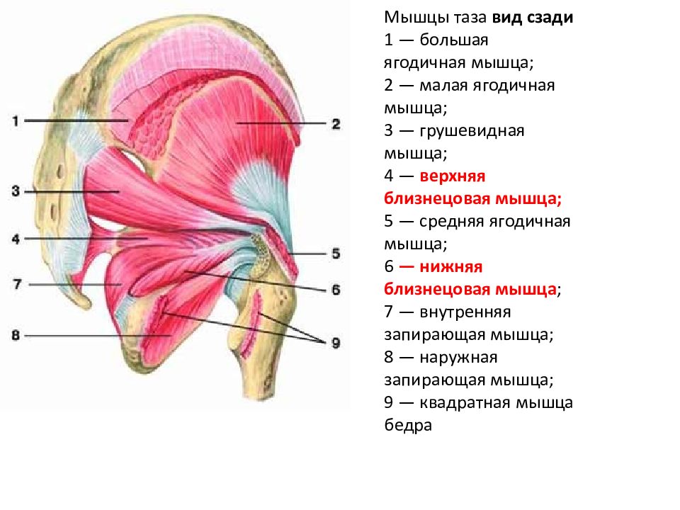 Мышцы ягодиц