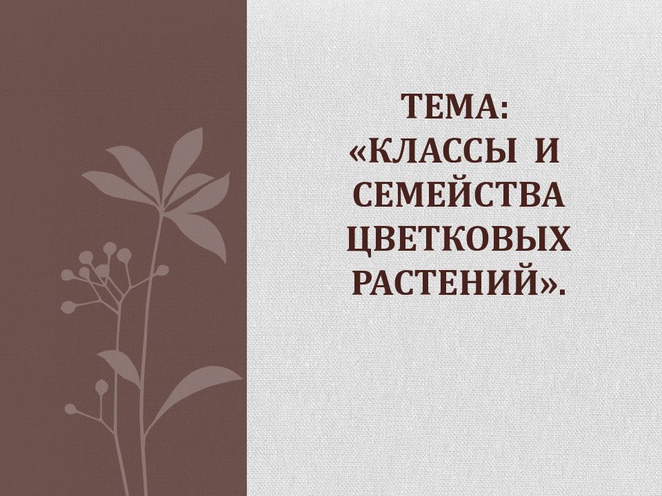 Презентация семейства цветковых растений 6 класс