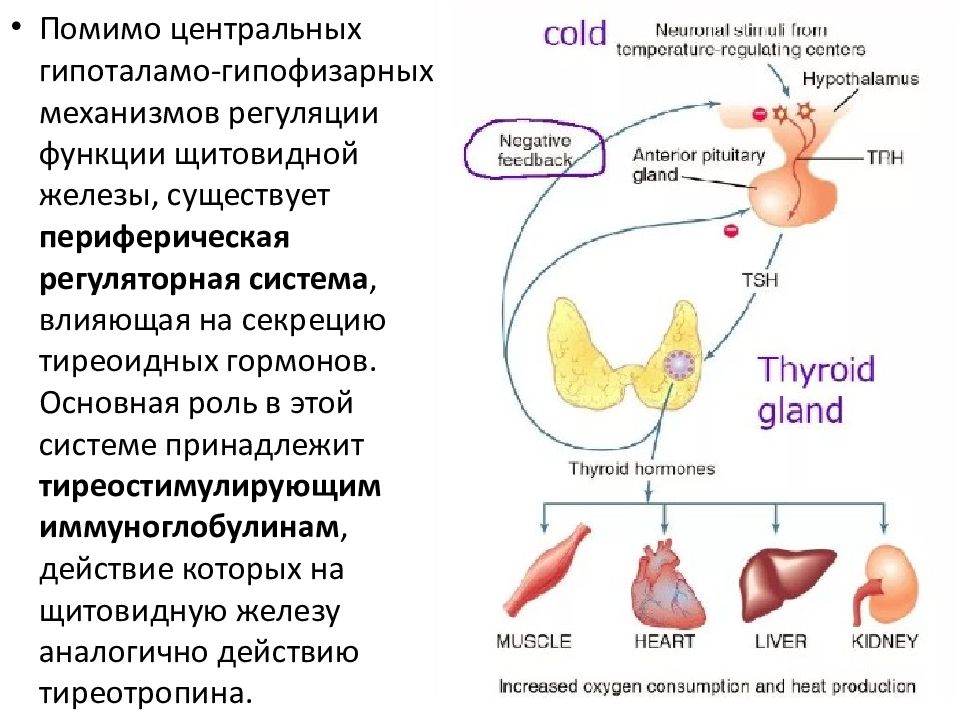 Функции щитовидной железы презентация