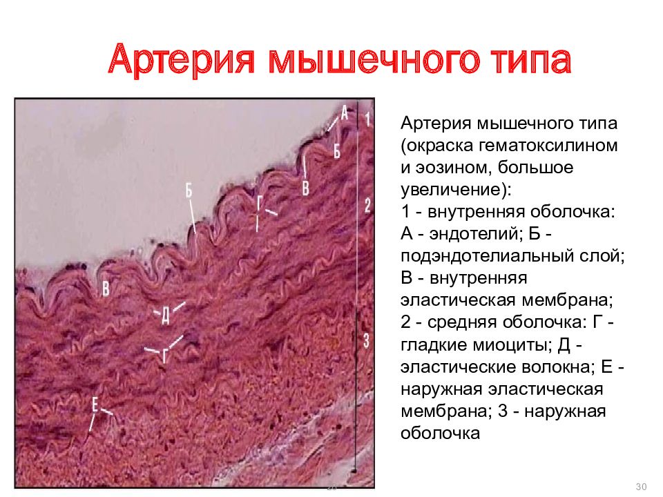 Артерия мышечного типа гистология рисунок с подписями