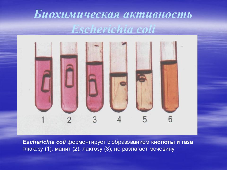 Биохимическая активность эшерихий. Биохимическая активность e.coli. Эшерихия биохимический активность. Биохимические свойства эшерихии коли.