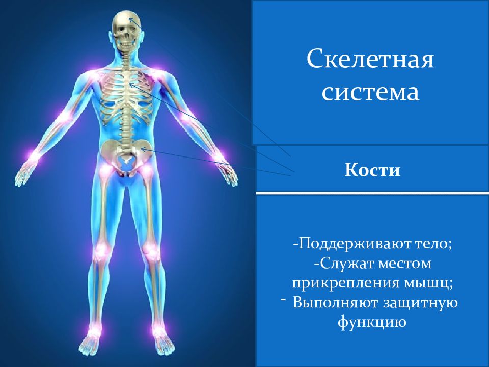 Презентация ткани органы и системы органов человека