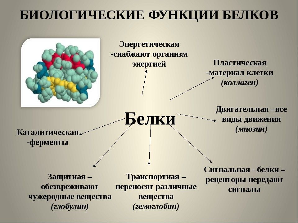 Биологическая роль белков презентация