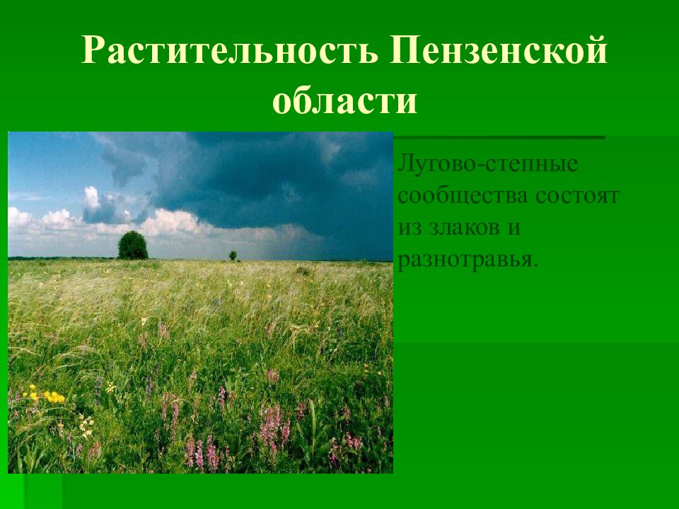 Природа пензенской области презентация