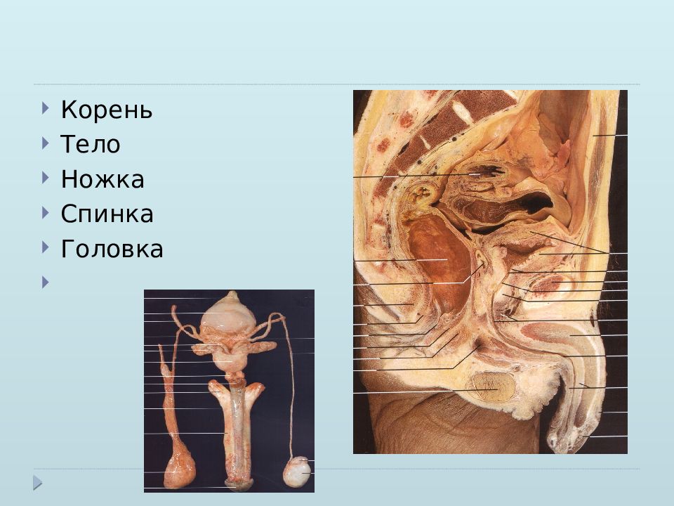 Половая система человека фото