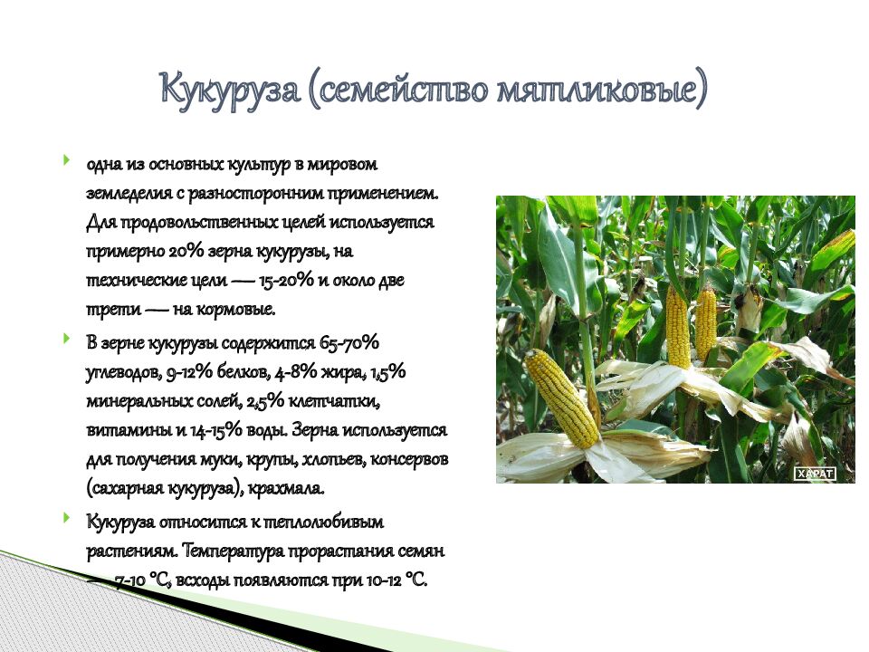 Кукуруза (семейство мятликовые)