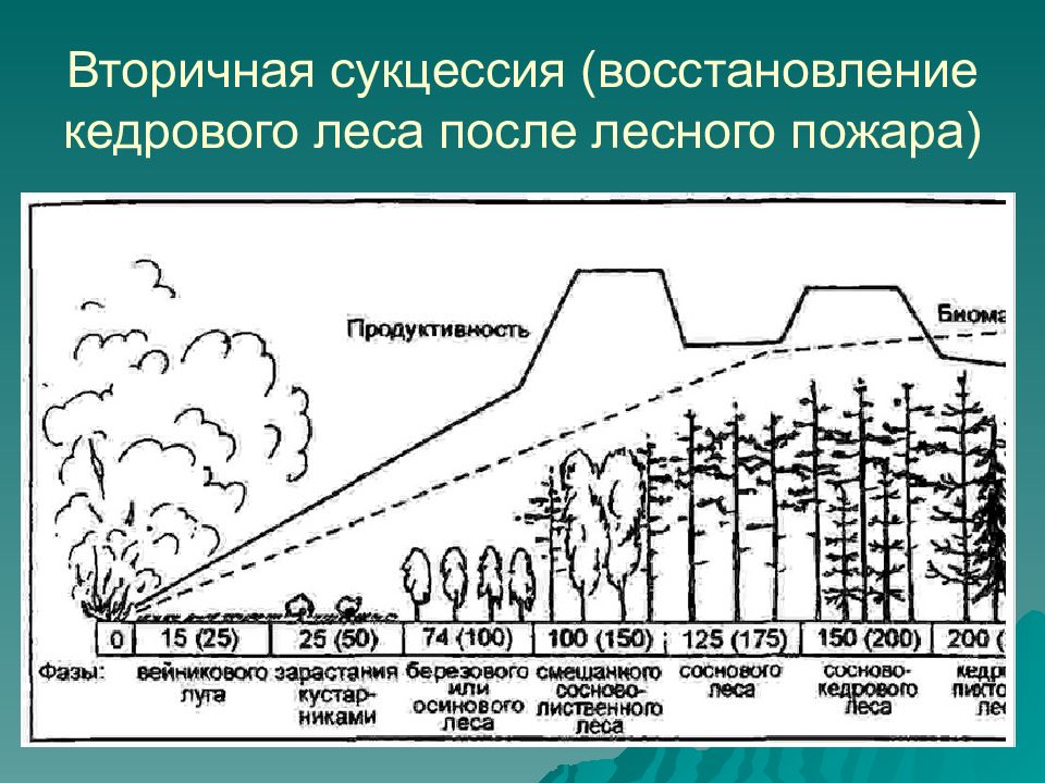 На рисунке показана ы возникшая ие после лесного пожара