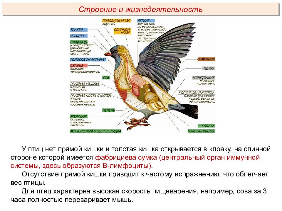 Птицы пименов презентация