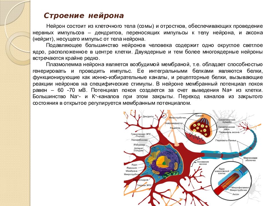 Нервная клетка состоит из. Строение нейрона из чего состоит. Ультраструктура нейрона схема. Строение сомы нейрона. Тело нейрона состоит из.