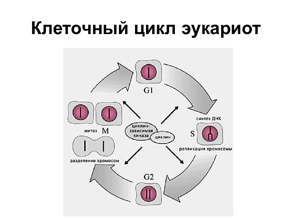 Клеточный цикл эукариот