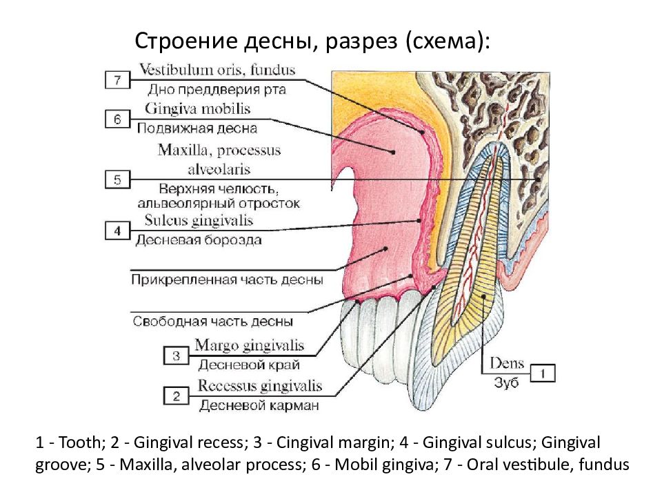 Стенки подмышечной полости их кровоснабжение и иннервация