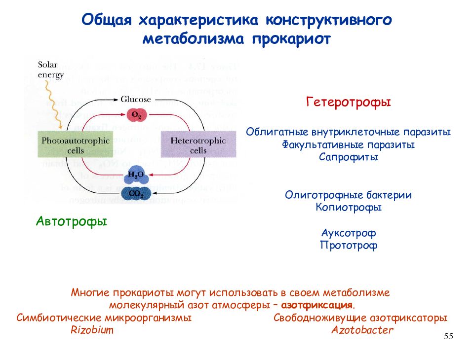 Молекулярный обмен веществ. Конструктивный метаболизм прокариот. Метаболизм бактерий конструктивный и энергетический. Типы обмена веществ у бактерий схема. Организация метаболизма у прокариот.