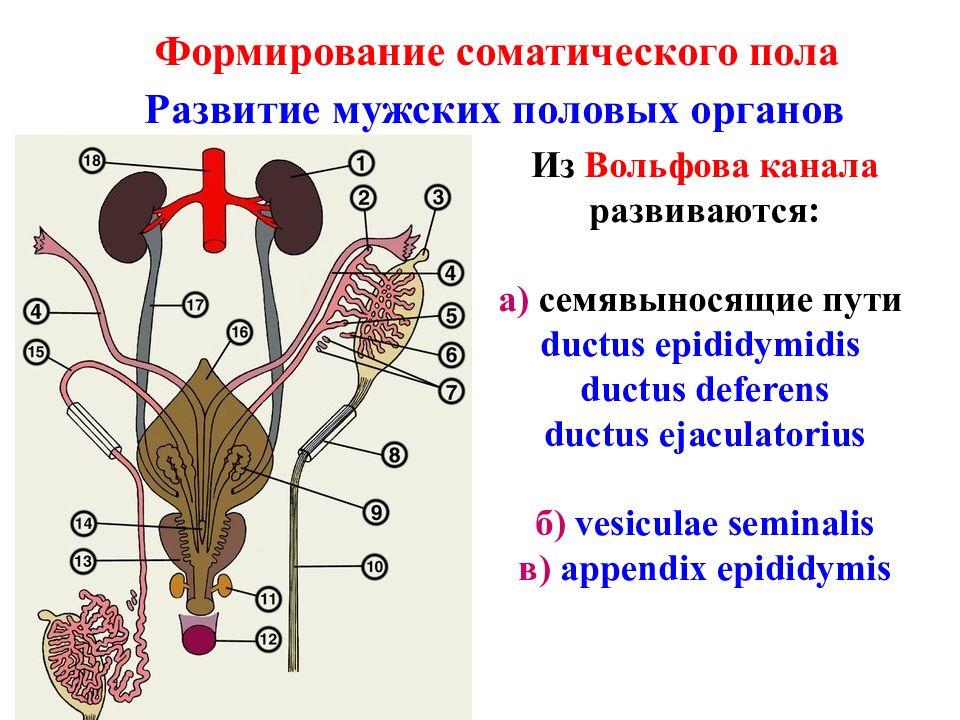 Анатомия и физиология мужской репродуктивной системы презентация