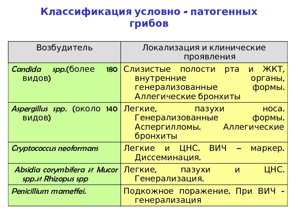 Презентация по микробиологии на тему грибы