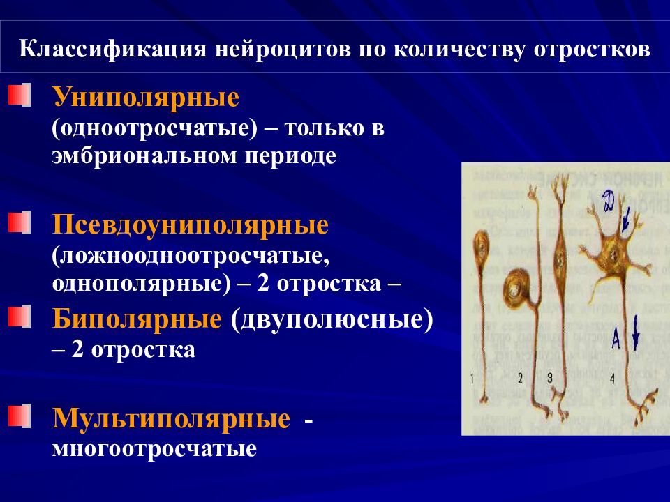 Нейроцит. Функциональный Тип нейроцита. Морфологическая и функциональная классификация нейроцитов. Морфологическая классификация нейроцитов гистология. Классификация нейроцитов по количеству отростков.