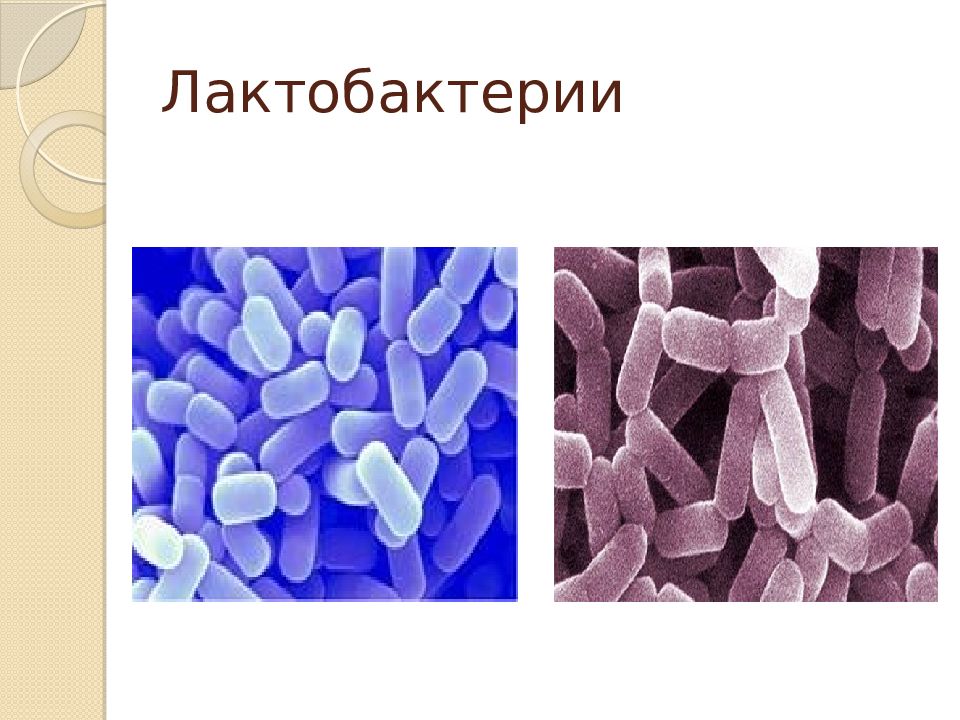 Молочнокислые бактерии. Lactobacillus plantarum микробиология. Lactobacillus plantarum строение. Строение лактобактерии. Лактобациллы микробиология.