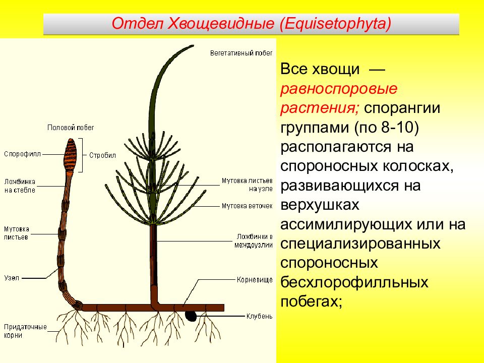 Отдел хвощевидные презентация