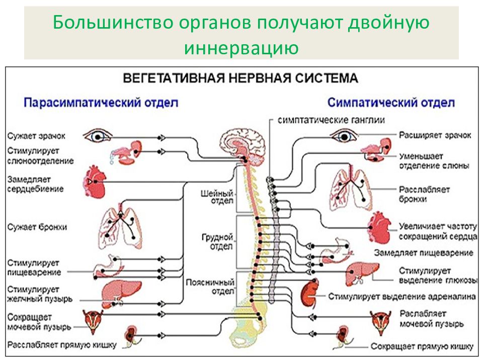 Схема парасимпатической иннервации органа физиология