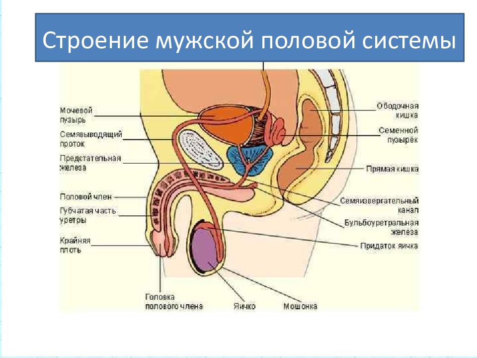 Схема мужской репродуктивной системы