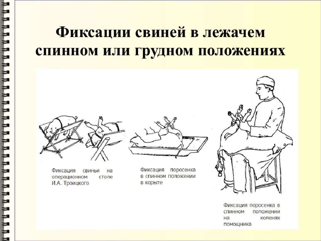 Зафиксируй положение. Методы фиксации свиней. Фиксация свиней в лежачем положении. Методы фиксации повал свиньи. Механические способы фиксация свиней.