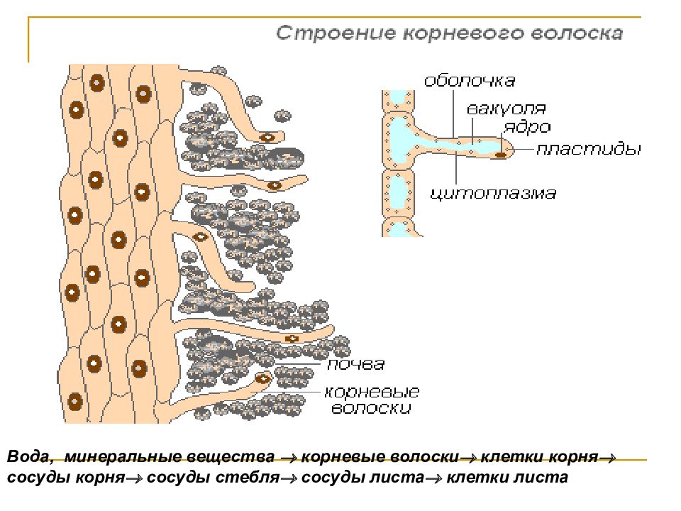 Вода необходима клеткам корня. Минеральное питание корневые волоски. Строение клеток корневого волоска. Опыт минеральное питание растений. Корневой волосок представляет собой.
