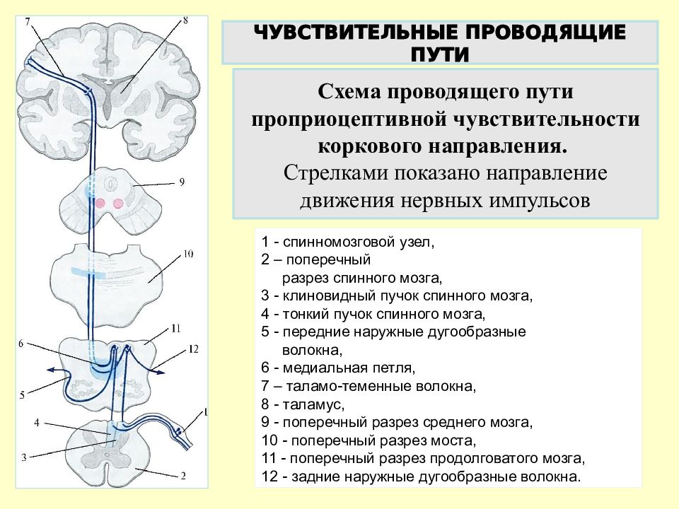 Проводящие пути презентация