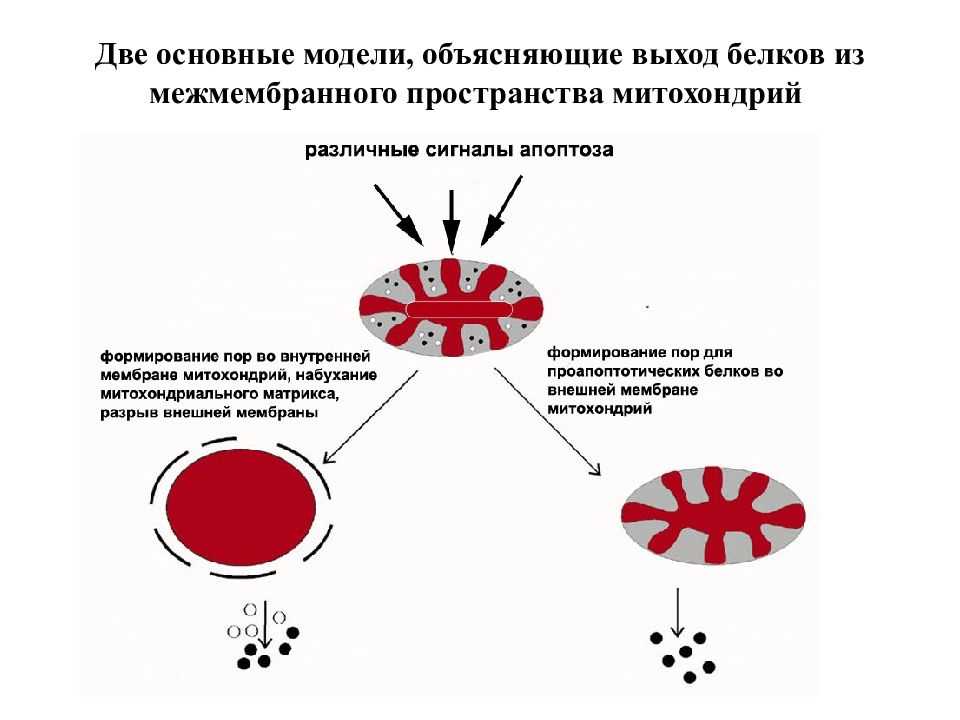 Выход белок. Молекулярные механизмы апоптоза. Апоптоз эритроцитов. Набухание митохондрий. Апоптоз микробиология.