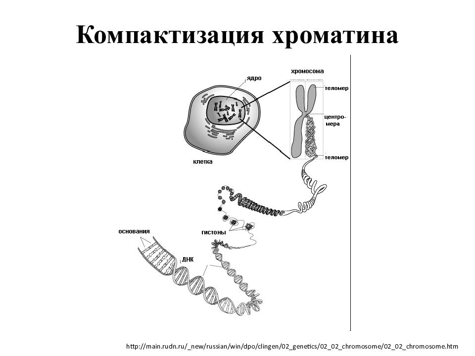 Компактизация хроматина. Уровни компактизации хроматина. Компактизация ДНК. Структура хроматина. Уровни организации хроматина таблица. Компактизация ДНК эукариот уровни.