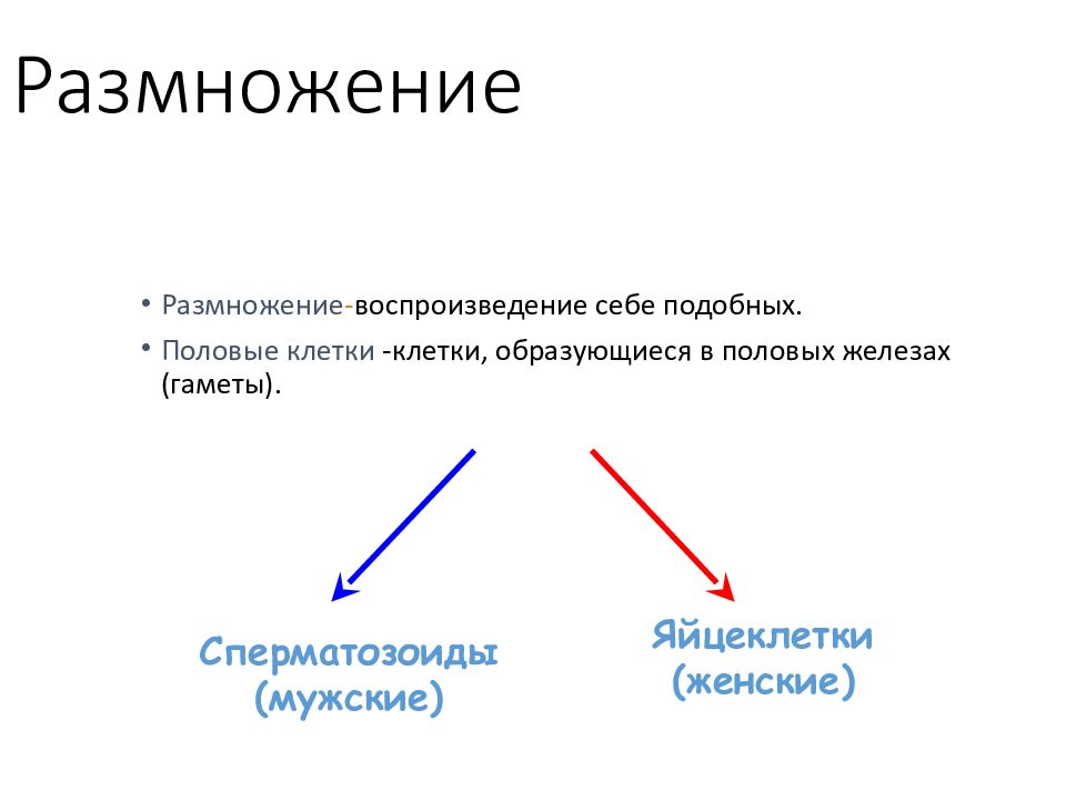 Строение и функции репродуктивной системы 8 класс презентация