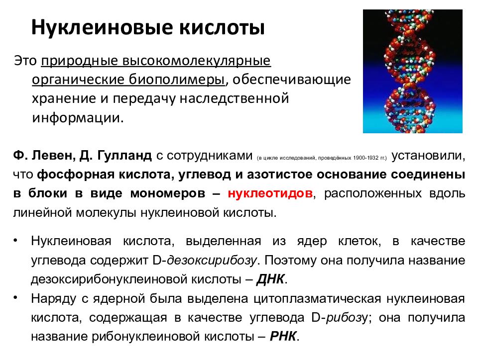 Нуклеиновые кислоты. Один Тип нуклеиновой кислоты имеют. Нуклеиновые кислоты и их роль кратко. Строение типы и функции нуклеиновых кислот. Органические соединения нуклеиновые кислоты.