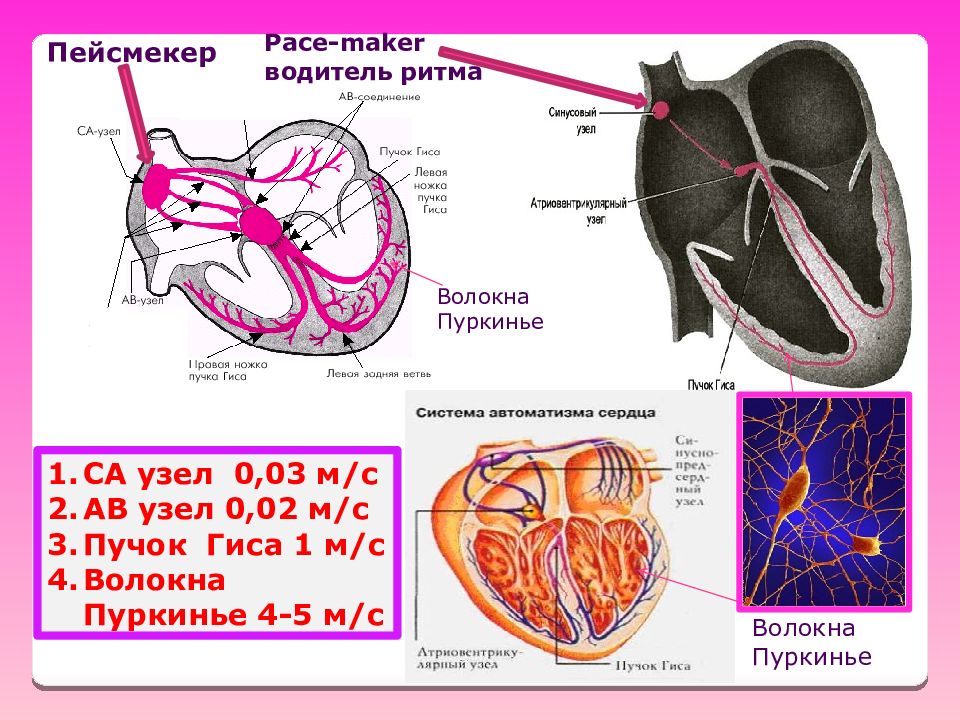 Водитель ритма. Водители ритма пейсмекеры. Синусовый узел водитель ритма. Пейсмекер (водитель ритма) сердца.. Пучка Гиса и волокна Пуркинье.