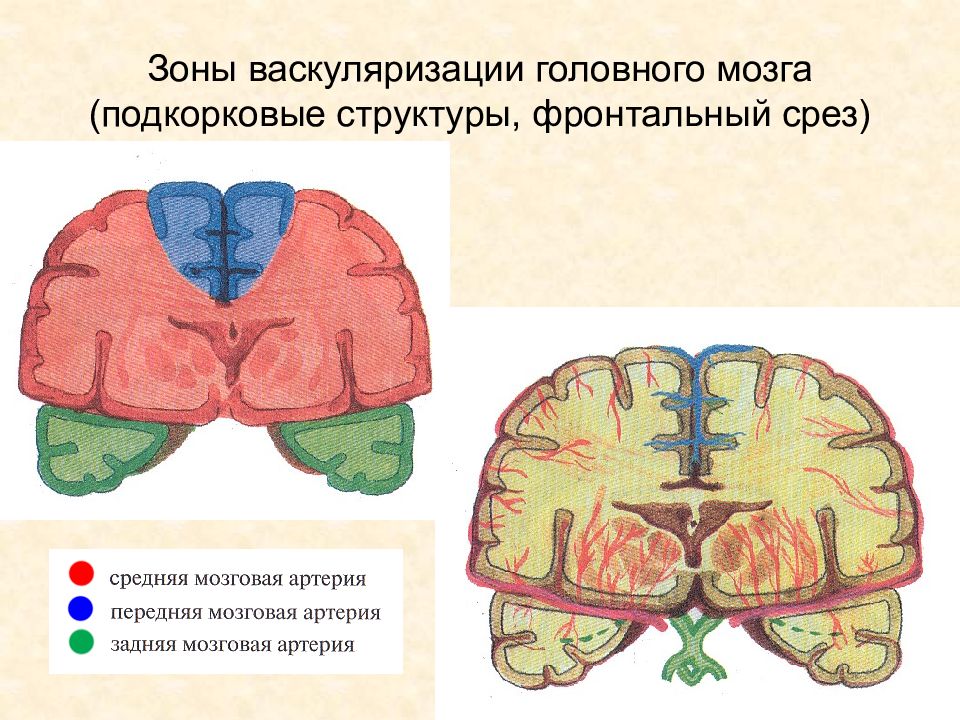 Подкорковые структуры. Зоны васкуляризации головного мозга. Подкорковые структуры мозга.