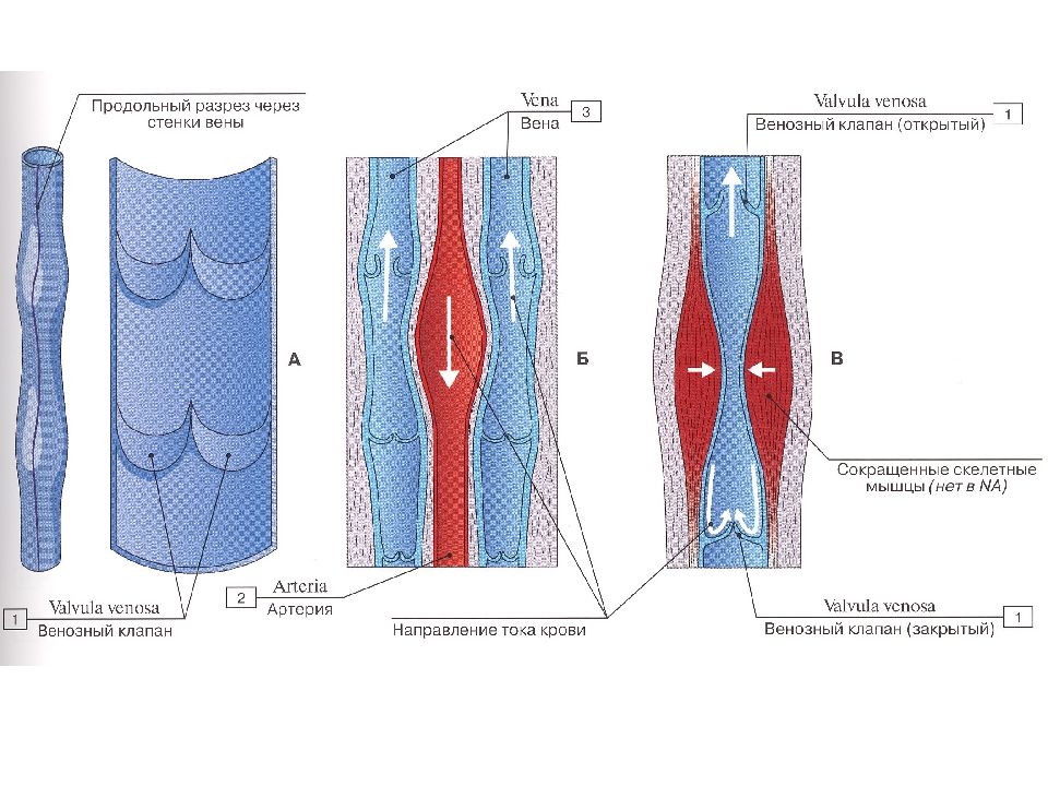 Стенка вены имеет. Венозное русло анатомия. Стенка вены. Венозный клапан в разрезе.