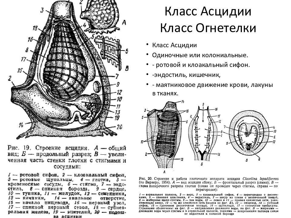 Строение асцидии схема