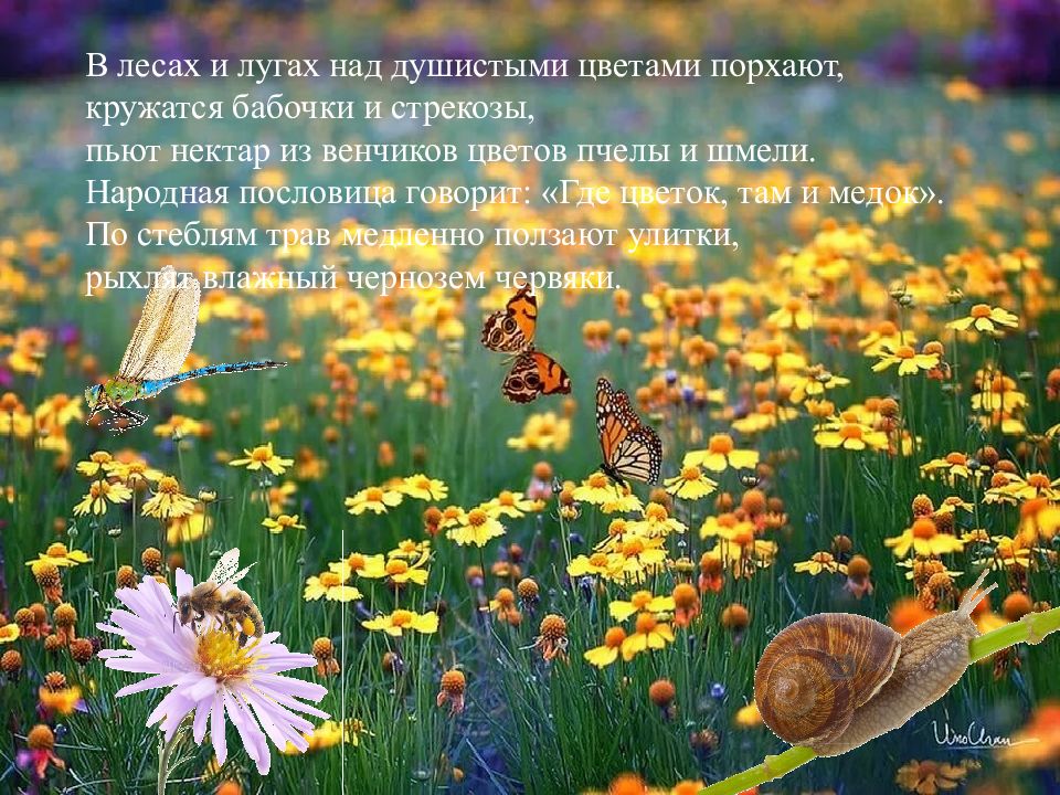 Цветок там и медок