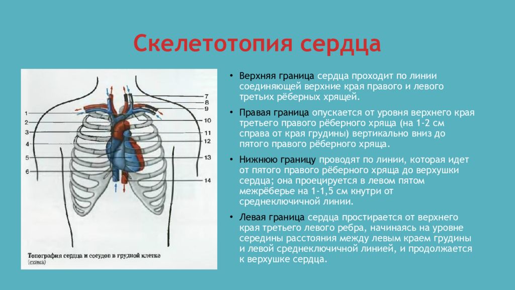 Края на верхней и нижней. Границы сердца скелетотопия. Сердце голотопия скелетотопия синтопия. Границы сердца топографическая анатомия. Топография сердца скелетотопия.